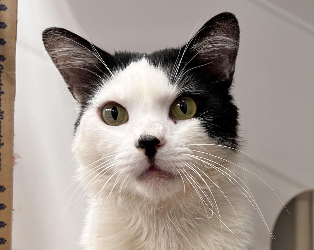 Shelter Stray Male Cat last seen Near Commercial Street, San Diego, CA, 92113, 5500 Gaines St, San Diego, CA 92110, USA