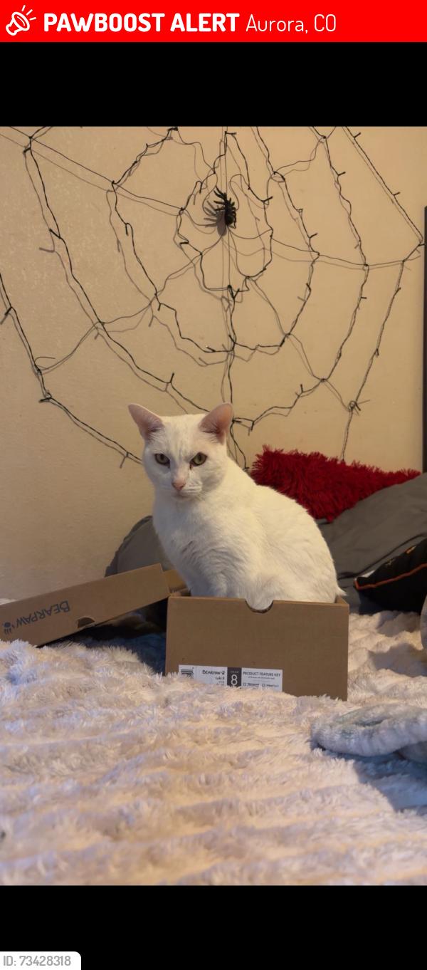 Lost Male Cat last seen Algonquin, Aurora, CO 80016