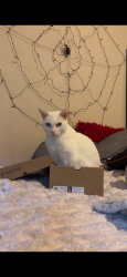 Lost Male Cat last seen Algonquin, Aurora, CO 80016