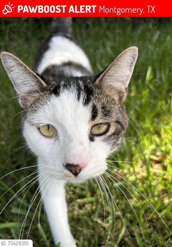 Lost Male Cat last seen Hwy 105 west and lake Conroe village, Montgomery, TX 77316