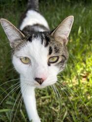 Lost Male Cat last seen Hwy 105 west and lake Conroe village, Montgomery, TX 77316