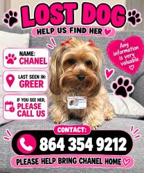 Lost Female Dog last seen Greer, Greer, SC 29651