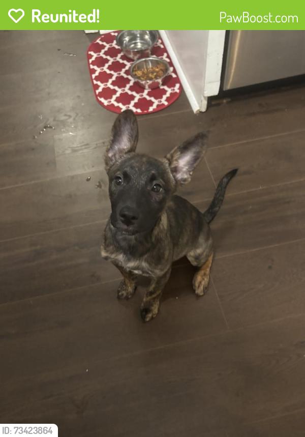 Reunited Female Dog last seen Nelson st se/ jack st, Lindale, GA 30173