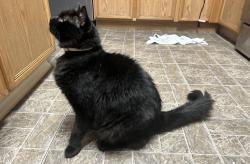 Lost Male Cat last seen Orleck st and Manley st, San Diego, CA 92124