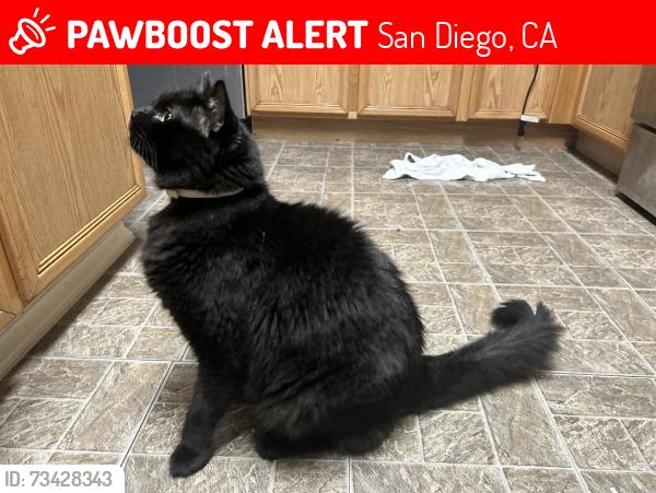 Lost Male Cat last seen Orleck st and Manley st, San Diego, CA 92124