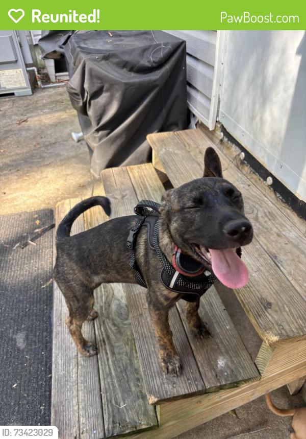 Reunited Female Dog last seen Jack st, Lindale, GA 30173