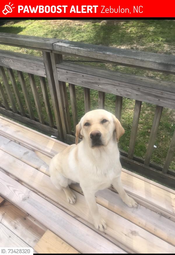 Lost Male Dog last seen Old Bunn Rd and Karial Ct, Zebulon, NC 27597