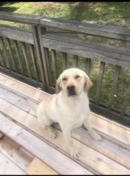 Lost Male Dog last seen Old Bunn Rd and Karial Ct, Zebulon, NC 27597