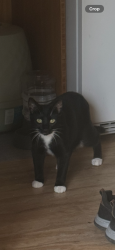 Lost Male Cat last seen 117th St and Yakima, Tacoma, WA 98444