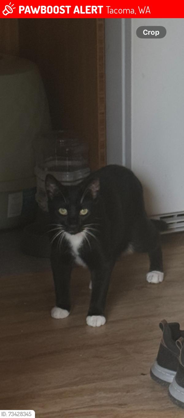 Lost Male Cat last seen 117th St and Yakima, Tacoma, WA 98444