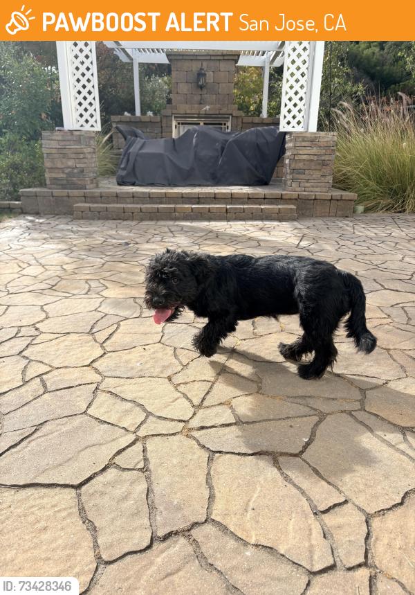 Found/Stray Female Dog last seen San Felipe and Heartland way, San Jose, CA 95135