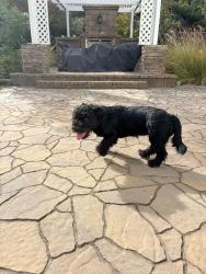 Found/Stray Female Dog last seen San Felipe and Heartland way, San Jose, CA 95135