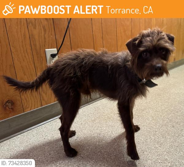 Found/Stray Male Dog last seen North High School, Torrance, CA 90504