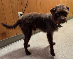 Found/Stray Male Dog last seen North High School, Torrance, CA 90504