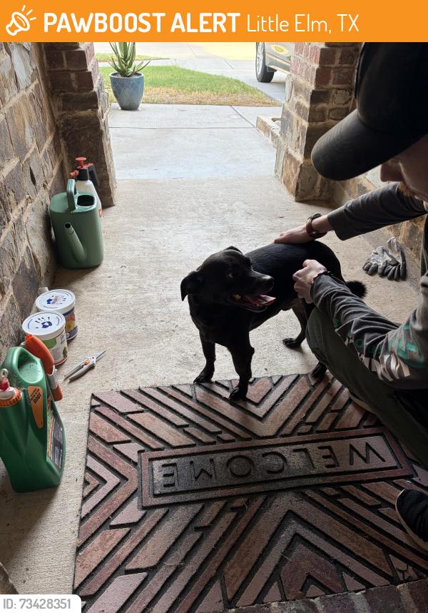 Found/Stray Male Dog last seen Snowbird/yellow Throat, Little Elm, TX 76227