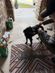 Found/Stray Male Dog last seen Snowbird/yellow Throat, Little Elm, TX 76227