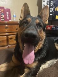 Lost Male Dog last seen Fairview volunteer fire department, Philadelphia, MS 39350