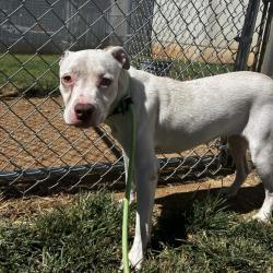 Shelter Stray Female Dog last seen , 328 Furman Hall Rd, Greenville, SC 29609, USA