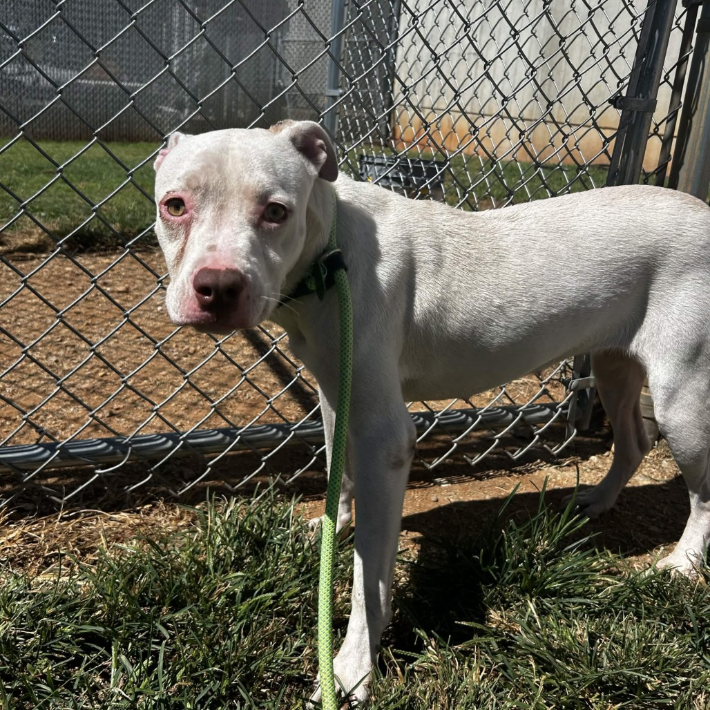 Shelter Stray Female Dog last seen , 328 Furman Hall Rd, Greenville, SC 29609, USA