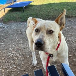 Shelter Stray Male Dog last seen , 328 Furman Hall Rd, Greenville, SC 29609, USA