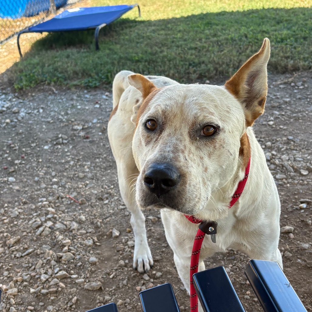 Shelter Stray Male Dog last seen , 328 Furman Hall Rd, Greenville, SC 29609, USA
