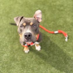 Shelter Stray Male Dog last seen , Animal Care & Control Team of Philly, 111 W Hunting Park Ave, Philadelphia, PA 19140, USA