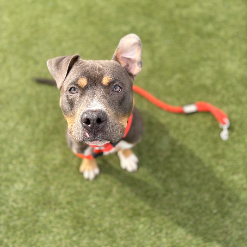 Shelter Stray Male Dog last seen , Animal Care & Control Team of Philly, 111 W Hunting Park Ave, Philadelphia, PA 19140, USA