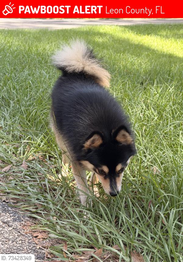 Lost Male Dog last seen Camino real and caplock, Leon County, FL 32311