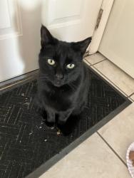 Lost Male Cat last seen Smithtown avenue between Kathy Lane & Sunrise Hwy, Bohemia, NY 11716