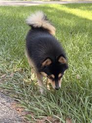Lost Male Dog last seen Camino real and caplock, Leon County, FL 32311