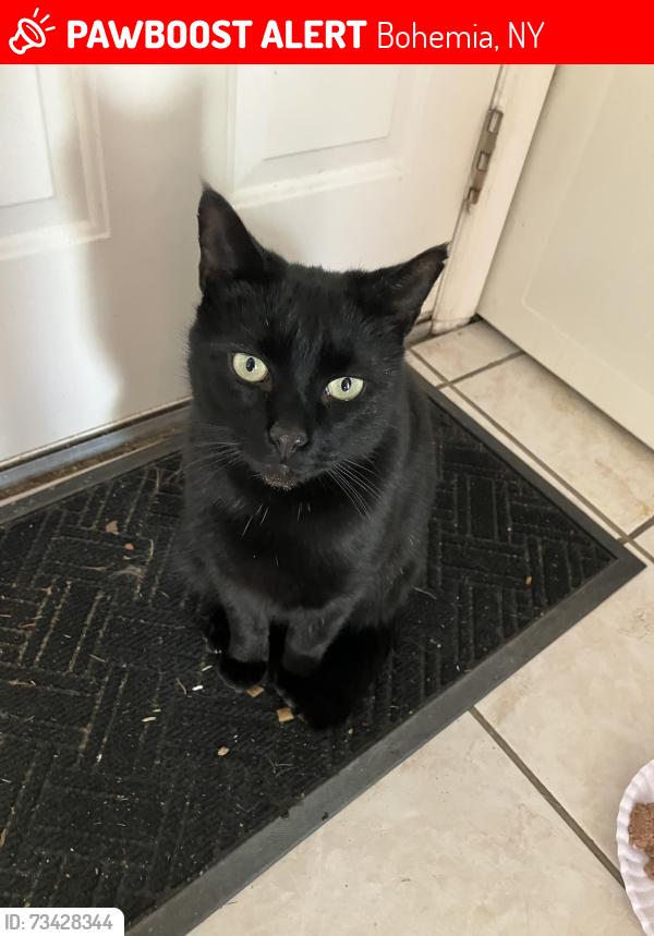 Lost Male Cat last seen Smithtown avenue between Kathy Lane & Sunrise Hwy, Bohemia, NY 11716