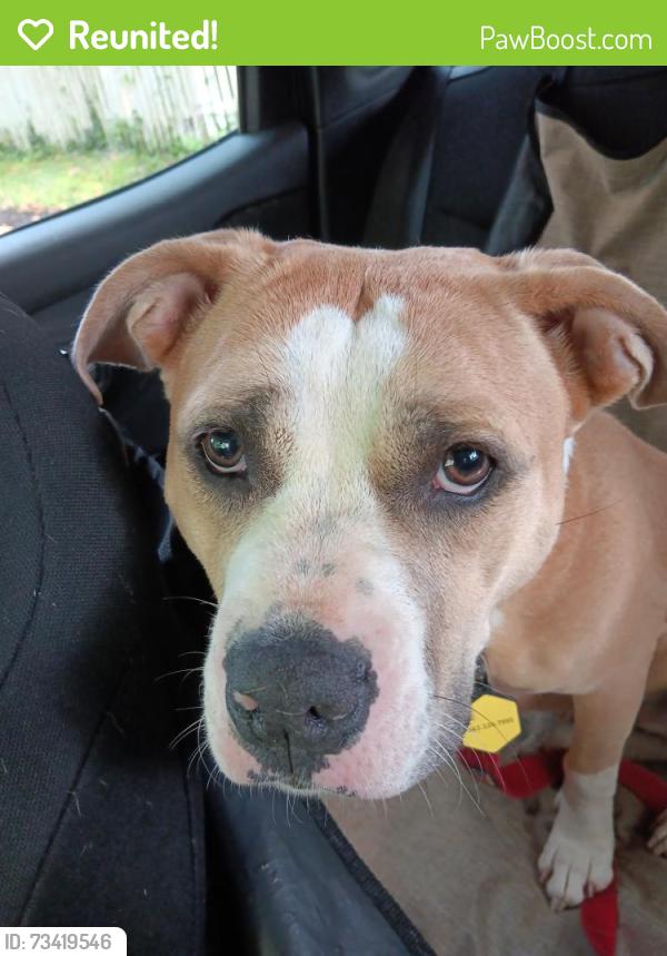 Reunited Female Dog last seen York Rd, Baltimore, MD 21212