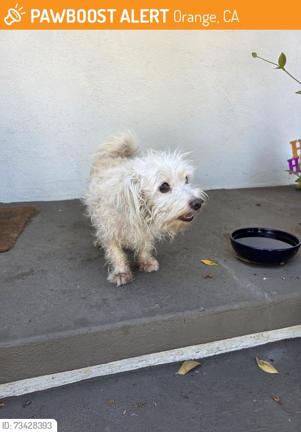 Found/Stray Male Dog last seen California elementary in orange, Orange, CA 92867