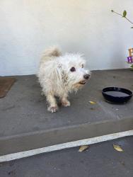 Found/Stray Male Dog last seen California elementary in orange, Orange, CA 92867