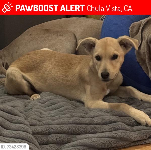 Lost Female Dog last seen First ave., Chula Vista, CA 91910