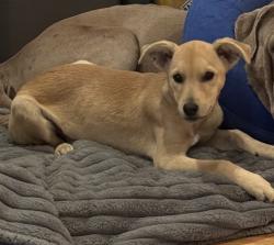 Lost Female Dog last seen First ave., Chula Vista, CA 91910