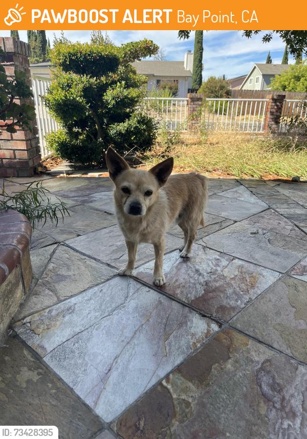 Found/Stray Male Dog last seen Taco Bell in Bay Point, Bay Point, CA 94565