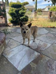 Found/Stray Male Dog last seen Taco Bell in Bay Point, Bay Point, CA 94565