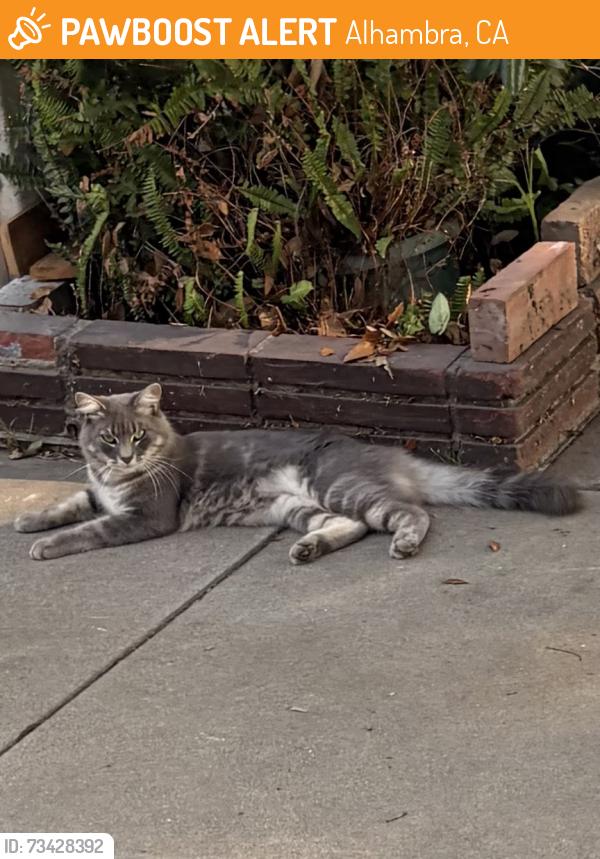 Found/Stray Unknown Cat last seen N Olive and Saint Charles Terr, Alhambra, CA 91801