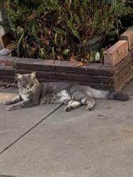 Found/Stray Unknown Cat last seen N Olive and Saint Charles Terr, Alhambra, CA 91801