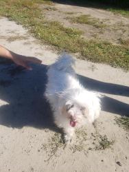 Found/Stray Unknown Dog last seen Near Boulevard cote vertu ouest, Montreal, QC H4L 5C8