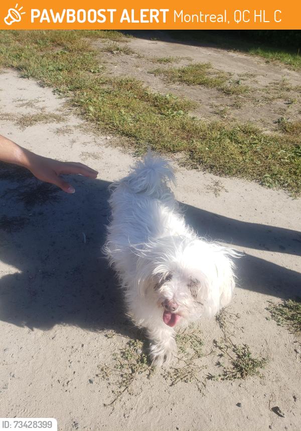 Found/Stray Unknown Dog last seen Near Boulevard cote vertu ouest, Montreal, QC H4L 5C8