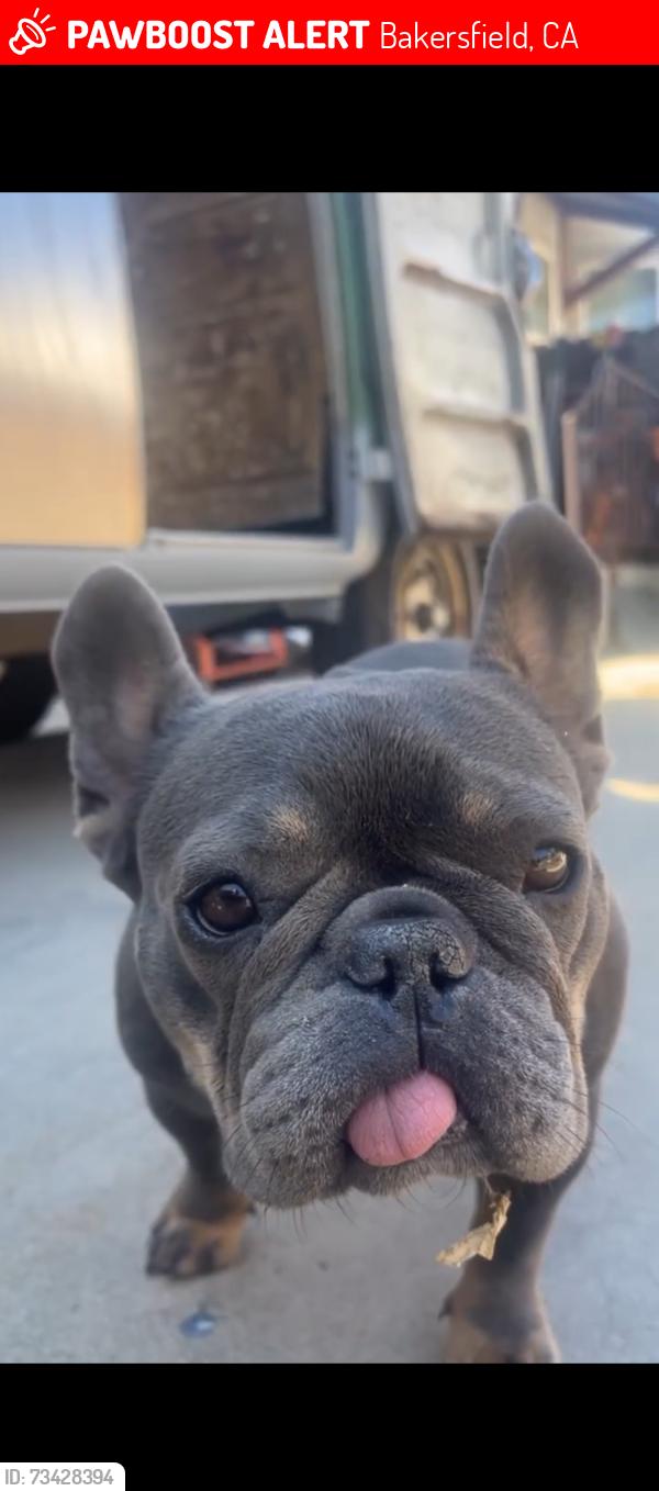 Lost Female Dog last seen Bank and A., Bakersfield, CA 93301