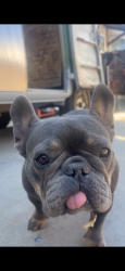 Lost Female Dog last seen Bank and A., Bakersfield, CA 93301