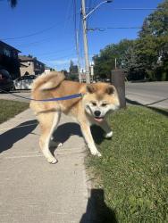 Found/Stray Male Dog last seen Shaw Drive and Revus Avenue, Mississauga, ON L5G 1S2