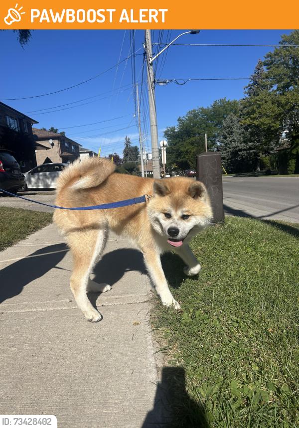 Found/Stray Male Dog last seen Shaw Drive and Revus Avenue, Mississauga, ON L5G 1S2