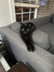 Lost Female Cat last seen Garisson Green, Calgary, AB 
