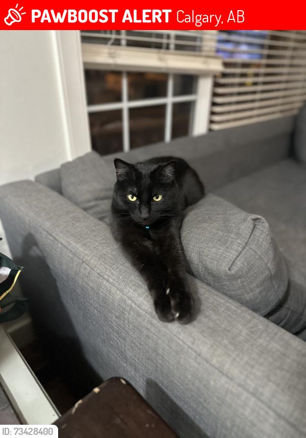 Lost Female Cat last seen Garisson Green, Calgary, AB 