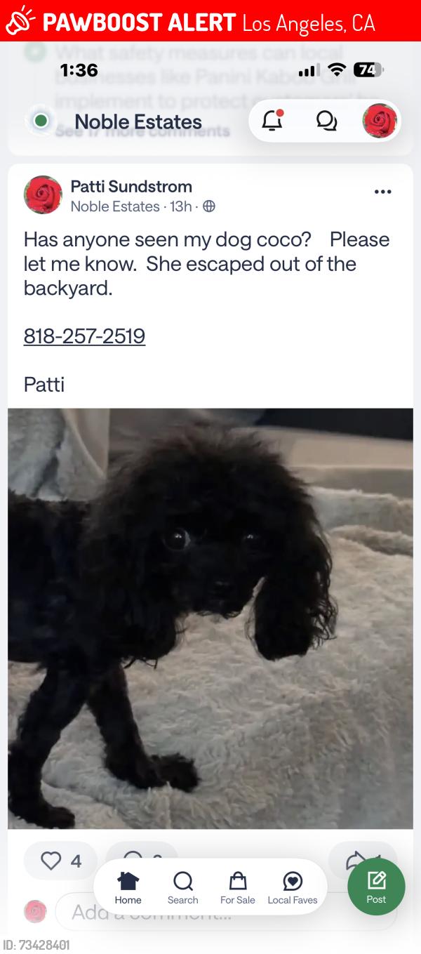 Lost Female Dog last seen Columbus and hatteras, Los Angeles, CA 91411