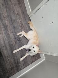Lost Male Dog last seen Ponderosa walking park, Houston, TX 77090